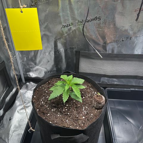 Punch Pie RQS growlog timeline photo