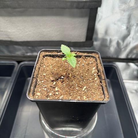 Sundae Driver growlog timeline photo