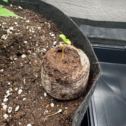 Special Kush #1 growlog photo: 1-2 Tage noch im Jiffy danach in die 750ml Töpfe zum Wurzeln