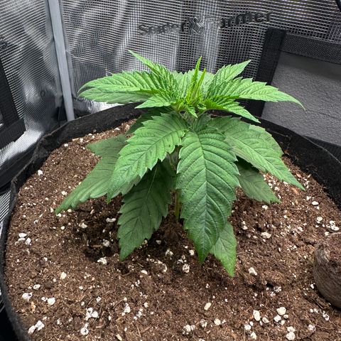 Punch Pie RQS growlog timeline photo