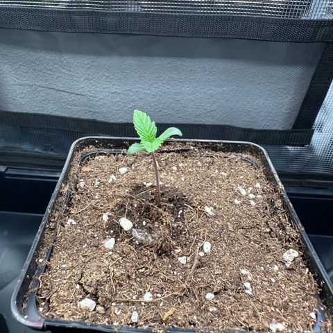 Special Kush #1 growlog timeline photo