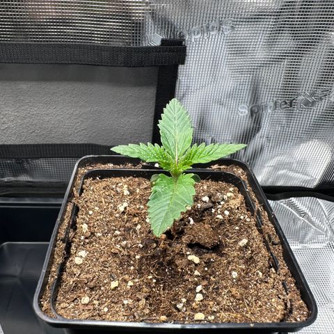 Sundae Driver growlog timeline photo
