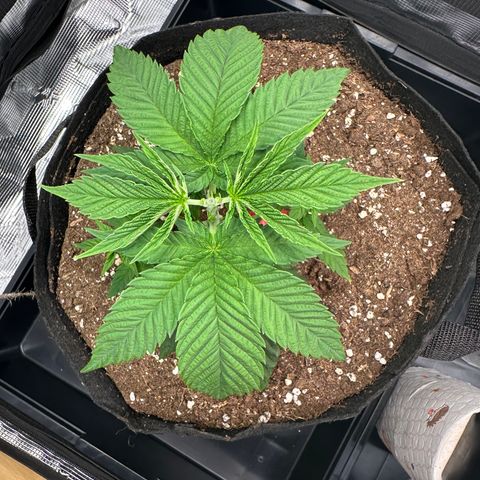 Punch Pie RQS growlog timeline photo
