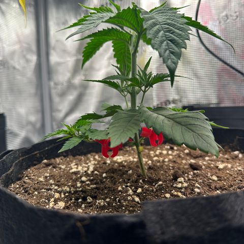 Punch Pie RQS growlog timeline photo