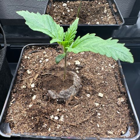 Special Kush #1 growlog timeline photo