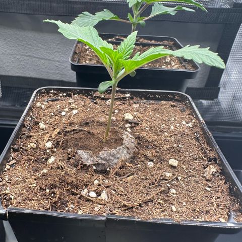 Special Kush #1 growlog timeline photo