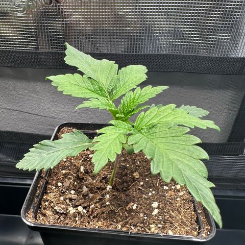 Sundae Driver growlog timeline photo