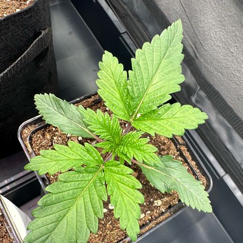 Sundae Driver growlog timeline photo