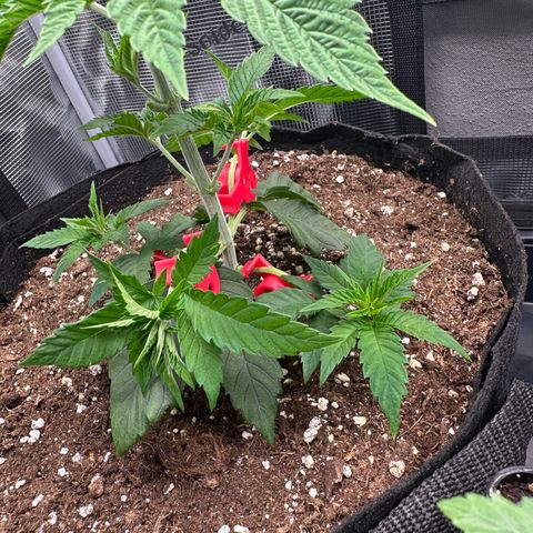 Punch Pie RQS growlog timeline photo