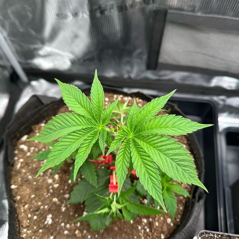 Punch Pie RQS growlog timeline photo