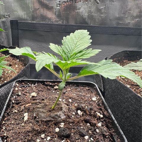 Special Kush #1 growlog timeline photo