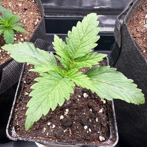 Special Kush #1 growlog timeline photo