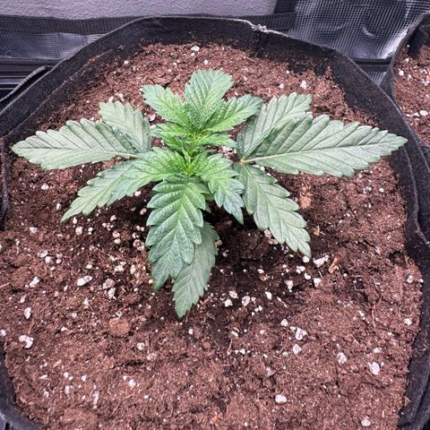 Sundae Driver growlog timeline photo