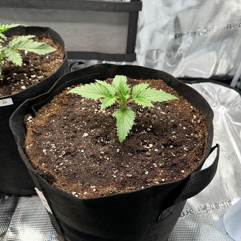 Special Kush #1 growlog timeline photo