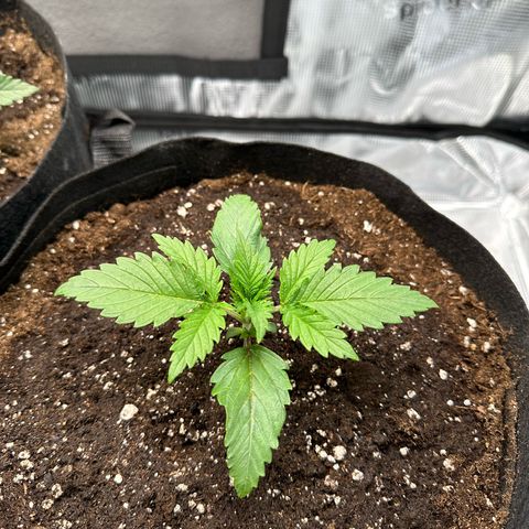 Special Kush #1 growlog timeline photo