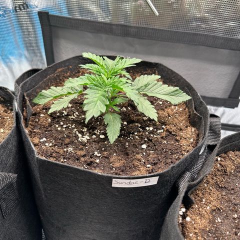 Sundae Driver growlog timeline photo