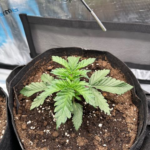 Sundae Driver growlog timeline photo