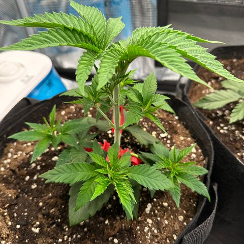 Punch Pie RQS growlog timeline photo