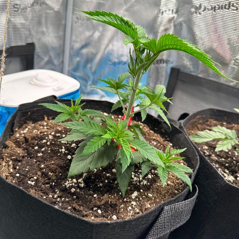 Punch Pie RQS growlog timeline photo
