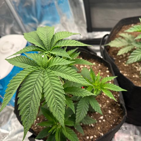 Punch Pie RQS growlog timeline photo