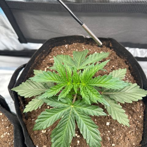 Sundae Driver growlog timeline photo