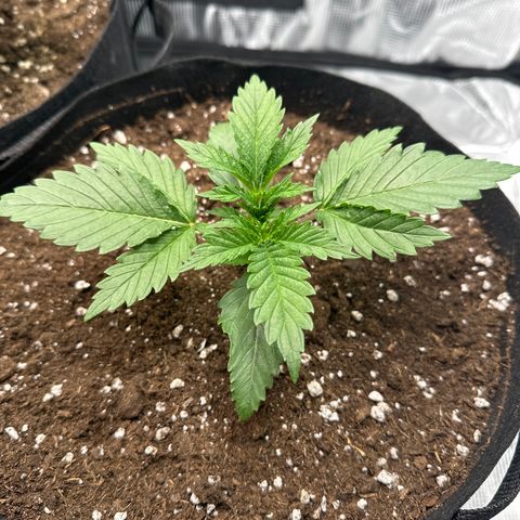 Special Kush #1 growlog timeline photo
