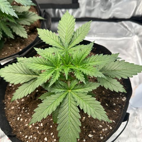 Special Kush #1 growlog timeline photo