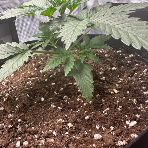 Special Kush #1 growlog timeline photo