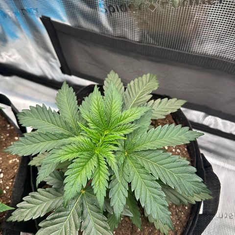 Sundae Driver growlog timeline photo