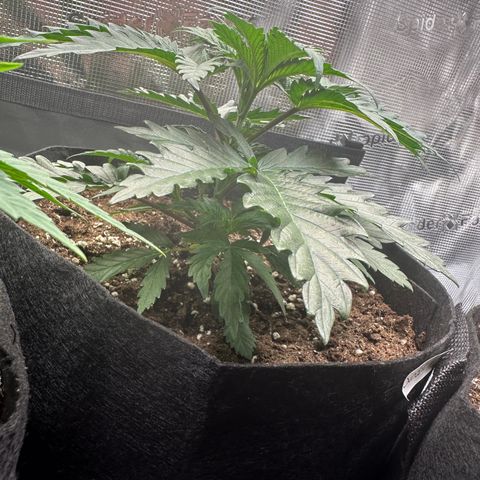 Sundae Driver growlog timeline photo