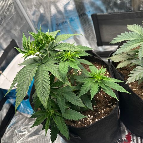 Punch Pie RQS growlog timeline photo