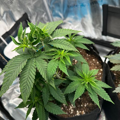 Punch Pie RQS growlog timeline photo