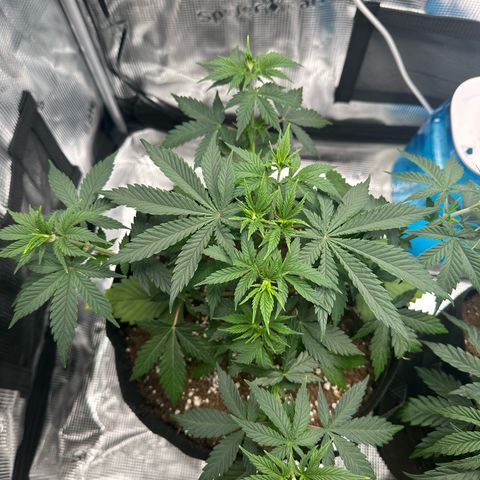 Special Kush #1 growlog timeline photo