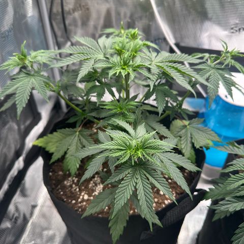 Special Kush #1 growlog timeline photo