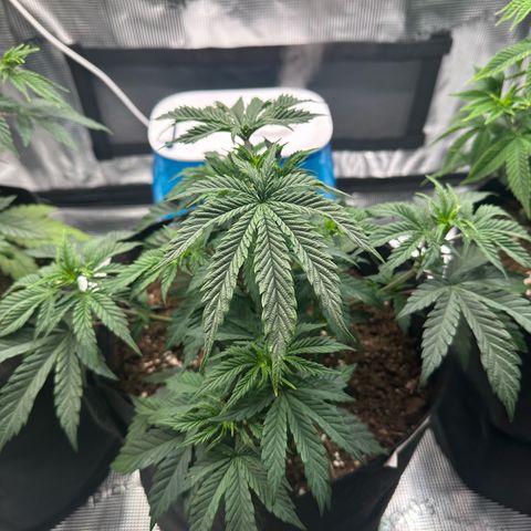 Sundae Driver growlog timeline photo