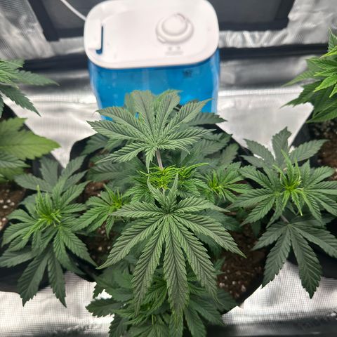 Sundae Driver growlog timeline photo