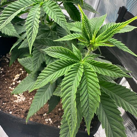 Punch Pie RQS growlog timeline photo