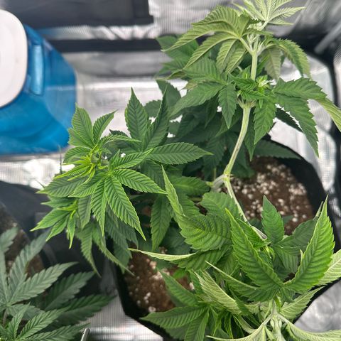 Punch Pie RQS growlog timeline photo