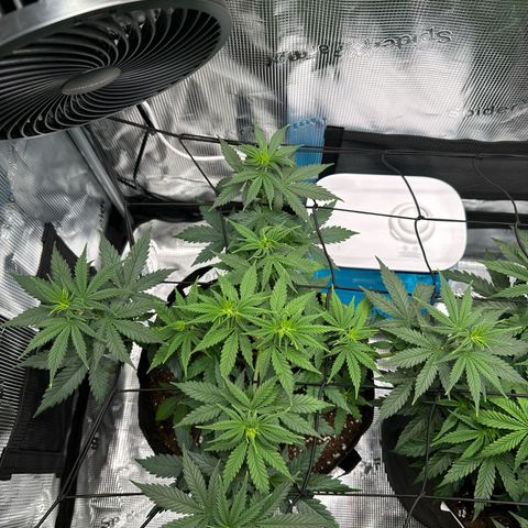 Special Kush #1 growlog timeline photo