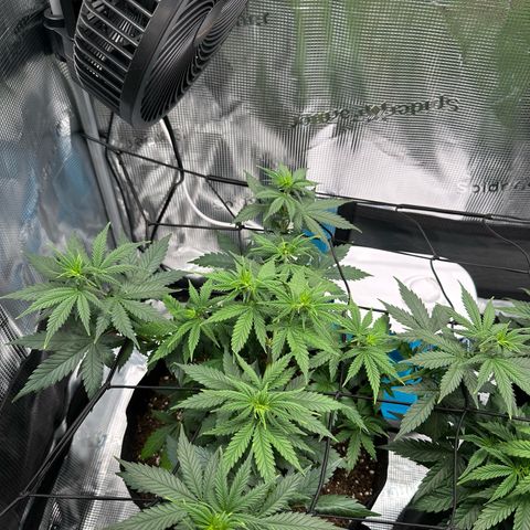 Special Kush #1 growlog timeline photo