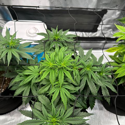Sundae Driver growlog timeline photo