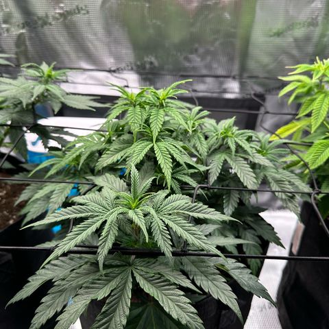 Sundae Driver growlog timeline photo
