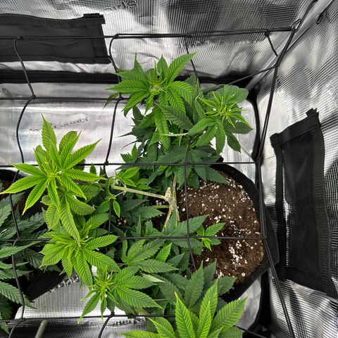 Punch Pie RQS growlog timeline photo