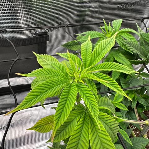 Punch Pie RQS growlog timeline photo