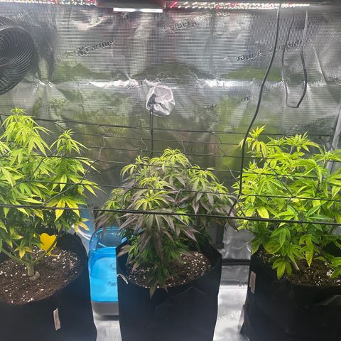 Sundae Driver growlog timeline photo