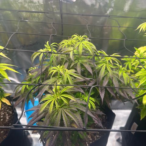 Sundae Driver growlog timeline photo
