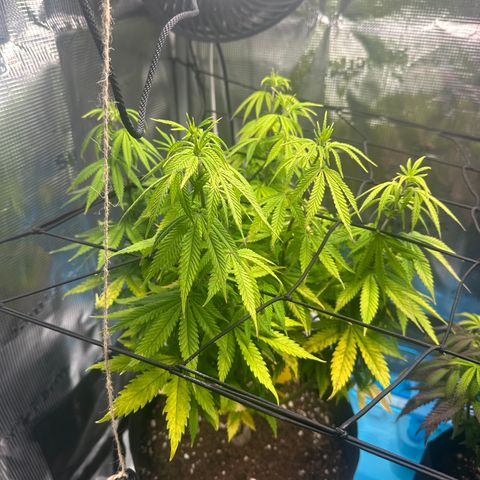 Special Kush #1 growlog timeline photo