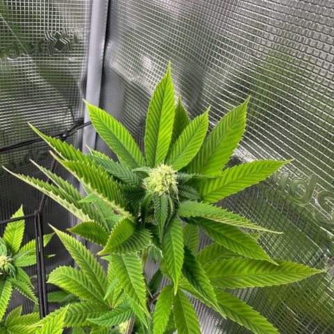 Punch Pie RQS growlog timeline photo