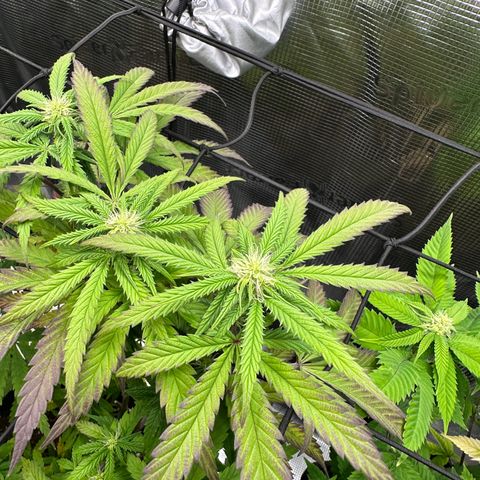 Sundae Driver growlog timeline photo