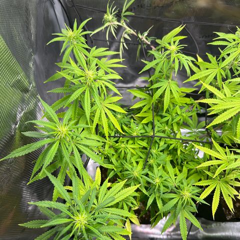 Special Kush #1 growlog timeline photo